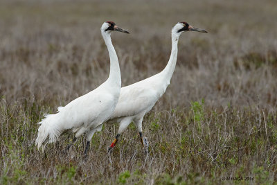Whooping Cranes, Rockport, Texas