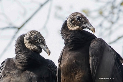 Black Vultures, Missouri City, Texas