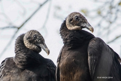 Vultures, Eagles and Hawks