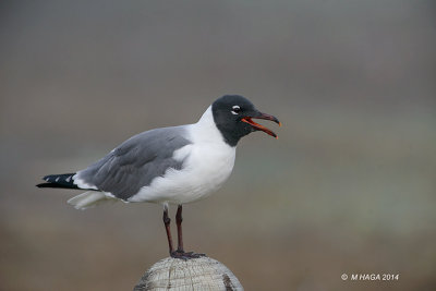 Laughing Gull, Rockport, Texas