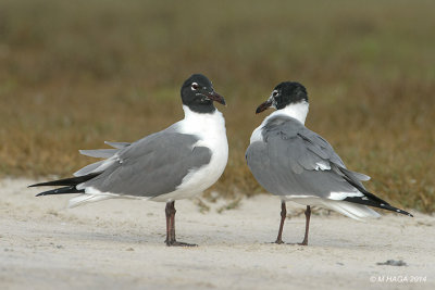 Laughing Gull, Rockport, Texas