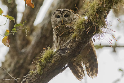Barred Owl, Texas
