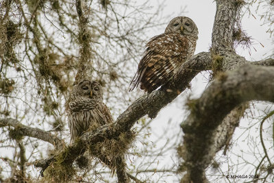 Barred Owl, Texas