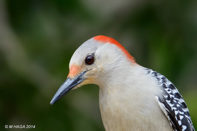 Red-bellied Woodpecker, Sugarland, Texas