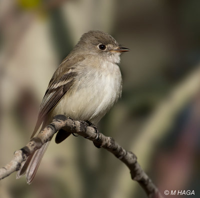 Least Flycatcher