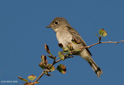 Least Flycatcher