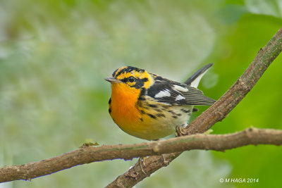 Blackburnian Warbler