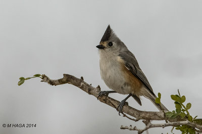 Black-crested Titmouse, Texas