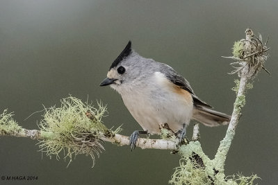 Black-crested Titmouse, Texas