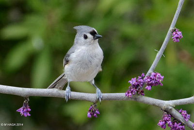Black-crested Titmouse, Texas
