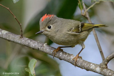 Ruby-crowned Kinglet, Missouri City, Texas