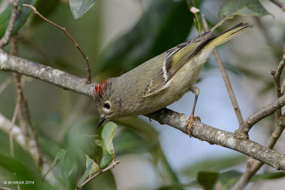 Ruby-crowned Kinglet, Missouri City, Texas