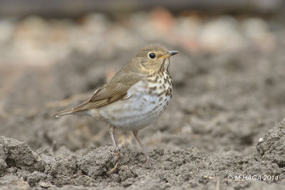 Swainson's Thrush, my garden