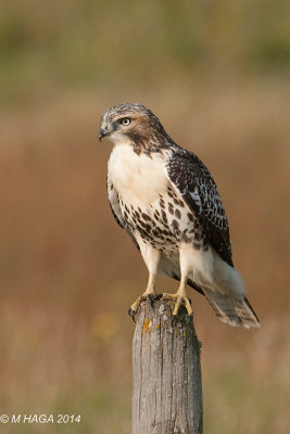 Red-tailed Hawk, near Bradwell, Saskatchewan
