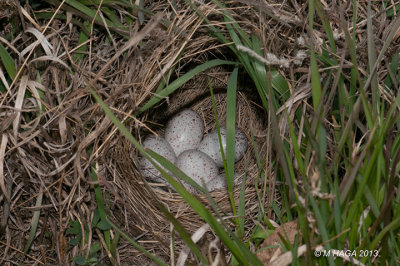 Western Meadowlark nest near Morse, Saskatchewan