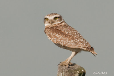 Burrowing Owl, Argentina