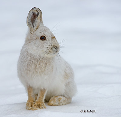 Snowshoe Hare, Pike Lake, Saskatchewan