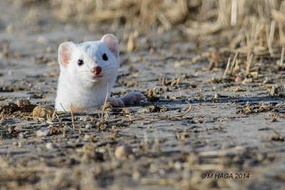 Weasel near Blackstrap