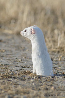 Weasel near Blackstrap