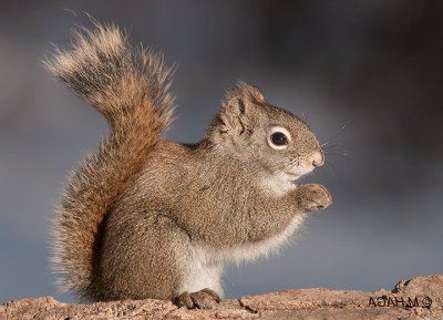 Red Squirrel, Pike Lake Provincial Park, Saskatchewan