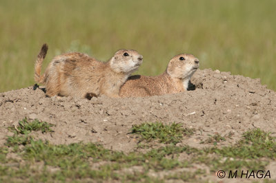 Prairie Dogs, Grasslands National Park