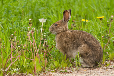 Snowshoe Hare, Gabriel Dumont Park, Saskatoon
