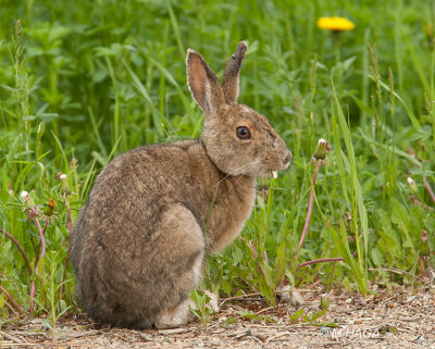 Snowshoe Hare, Gabriel Dumont Park, Saskatoon