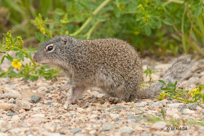 Franklin's Ground Squirrel, Gabriel Dumont Park, Saskatoon