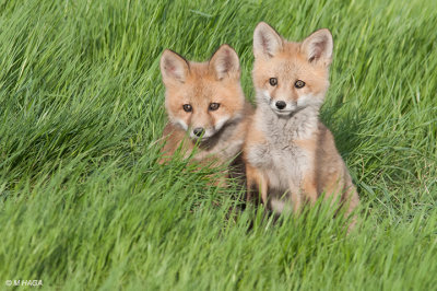 Red Fox, juveniles, Saskatoon