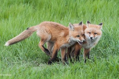 Red Fox, juveniles, Saskatoon