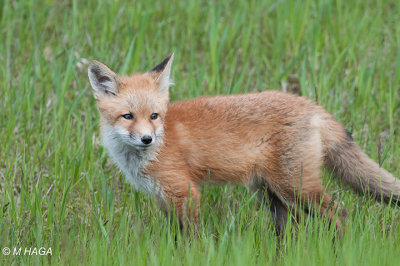 Red Fox, juvenile, Saskatoon