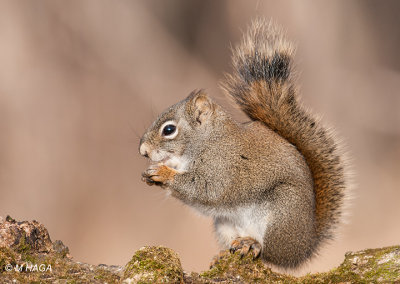 Red Squirrel, Pike Lake Provincial Park, Saskatchewan