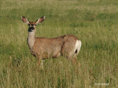 Mule Deer