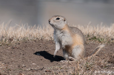 Richardson's Ground Squirrel