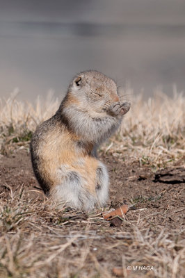 Richardson's Ground Squirrel