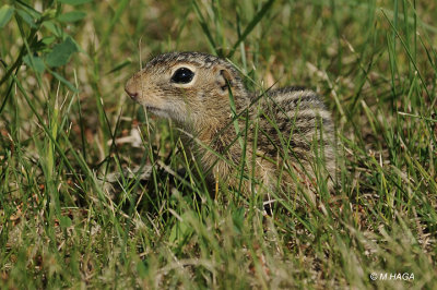 Thirteen-lined Ground Squirrel