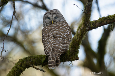 Barred Owl