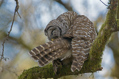 Barred Owl