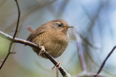 Pacific Wren