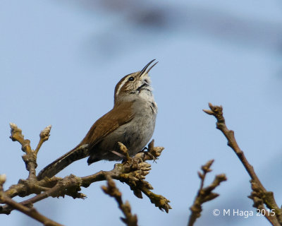 Bewick's Wren