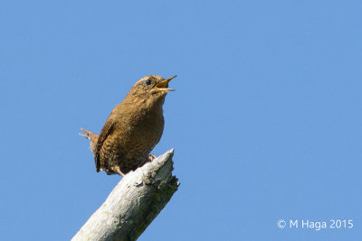 Pacific Wren