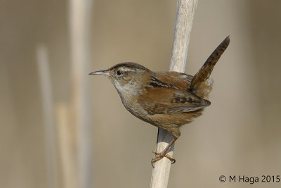 Marsh Wren