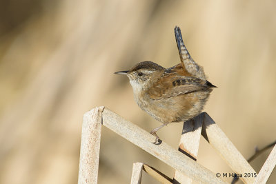 Marsh Wren