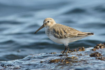Shorebirds and Oystercatchers