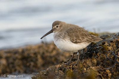 Dunlin
