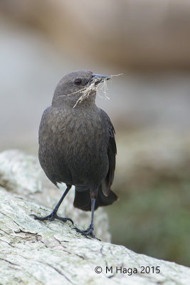 Brewer's Blackbird, North-western Crow and European Starling