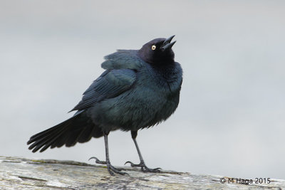 Brewer's Blackbird, male