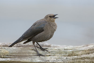Brewer's Blackbird, female