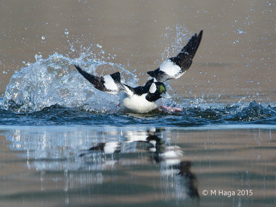 Bufflehead, male