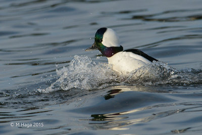 Bufflehead, male